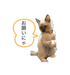 ラグドールスタンプ その2（個別スタンプ：1）