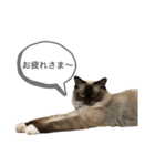 ラグドールスタンプ その2（個別スタンプ：3）