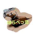 U Dachshund U（個別スタンプ：7）