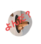U Dachshund U（個別スタンプ：11）