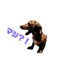 U Dachshund U（個別スタンプ：14）