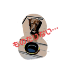 U Dachshund U（個別スタンプ：15）