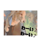 NEMO's STICKERS（個別スタンプ：1）