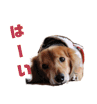 NEMO's STICKERS（個別スタンプ：4）