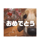 NEMO's STICKERS（個別スタンプ：9）
