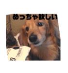 NEMO's STICKERS（個別スタンプ：13）