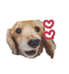 NEMO's STICKERS（個別スタンプ：15）