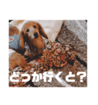 NEMO's STICKERS（個別スタンプ：21）