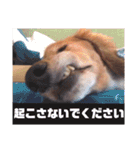 NEMO's STICKERS（個別スタンプ：33）