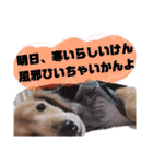 NEMO's STICKERS（個別スタンプ：37）
