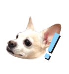 雑種犬ラム（個別スタンプ：2）