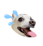 雑種犬ラム（個別スタンプ：3）
