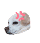 雑種犬ラム（個別スタンプ：4）