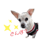 雑種犬ラム（個別スタンプ：5）