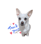 雑種犬ラム（個別スタンプ：6）