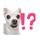 雑種犬ラム（個別スタンプ：7）