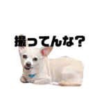 雑種犬ラム（個別スタンプ：8）