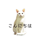 ＄（個別スタンプ：1）