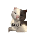 ＄（個別スタンプ：3）