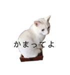 ＄（個別スタンプ：4）