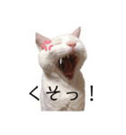 ＄（個別スタンプ：6）