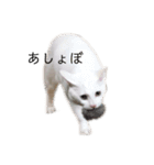 ＄（個別スタンプ：11）