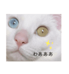 ＄（個別スタンプ：16）