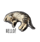 ちょこちくわ（個別スタンプ：1）