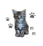 ちょこちくわ（個別スタンプ：2）