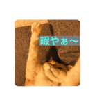愛猫天使（個別スタンプ：1）