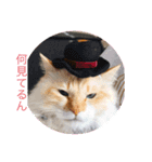 愛猫天使（個別スタンプ：2）