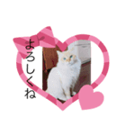 愛猫天使（個別スタンプ：4）