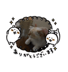 愛猫天使（個別スタンプ：6）