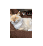 愛猫天使（個別スタンプ：7）