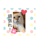 愛猫天使（個別スタンプ：8）