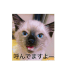 くまおくんです（個別スタンプ：3）