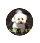 もふもふの2匹（個別スタンプ：3）
