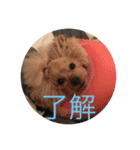 もふもふの2匹（個別スタンプ：5）