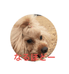 もふもふの2匹（個別スタンプ：7）