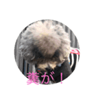 もふもふの2匹（個別スタンプ：8）