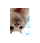 PONTA★（個別スタンプ：1）