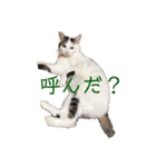 PONTA★（個別スタンプ：2）