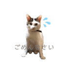 PONTA★（個別スタンプ：3）