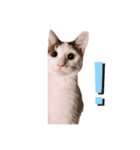 PONTA★（個別スタンプ：4）