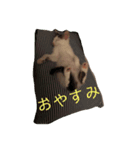 PONTA★（個別スタンプ：5）