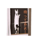 PONTA★（個別スタンプ：6）