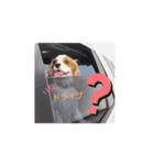 だにえる日誌（個別スタンプ：3）
