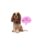 だにえる日誌（個別スタンプ：4）
