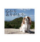 だにえる日誌（個別スタンプ：5）