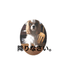 だにえる日誌（個別スタンプ：8）